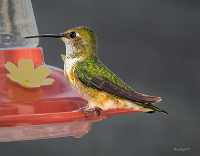 This Summer's Hummers