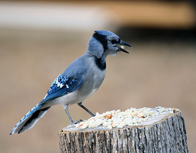 Blue Jay Project