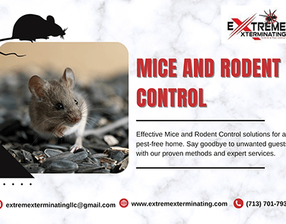 Behavior of Mice and Rodents Control Services