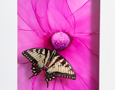 Swallowtail butterfly on pink