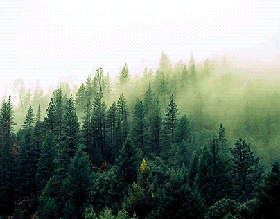 Misty shroud over a forest