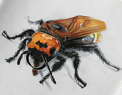 Insects - COPIC Sketches