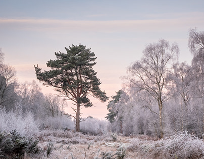 Sherwood Forest Frost