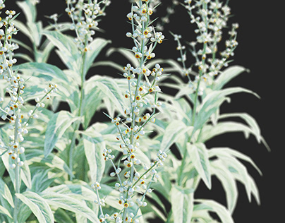 Artemisia Ludoviciana flower 3D model