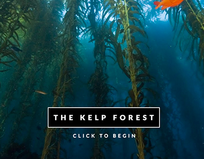 Kelp Forest: Microsite