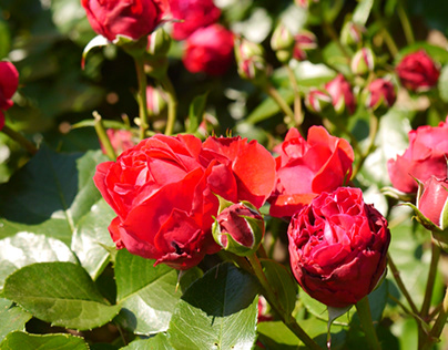 flower Red Rose