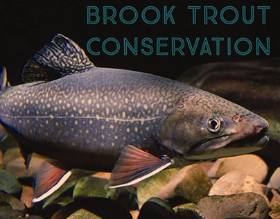Brook Trout Conservation