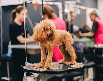 Beyond : Advanced Tips and Tricks for Poodle Grooming