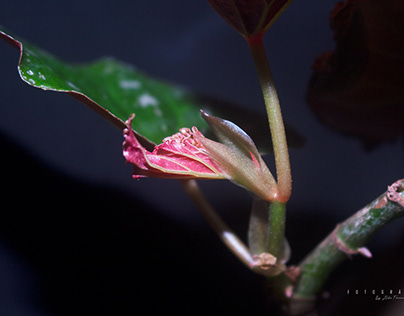 Begonia Coccinea