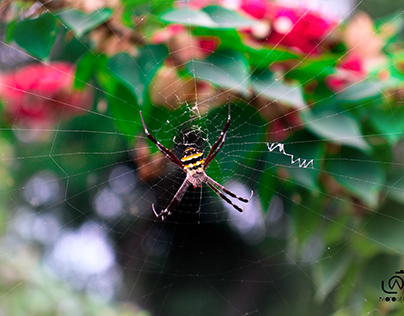 spider web photography cannon 700d 250mm lence