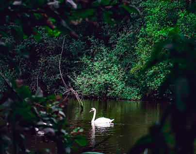 Graceful swan