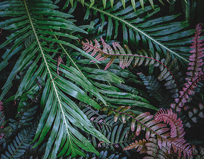Tropical Plants #2