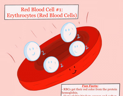 The Red Blood Cell!