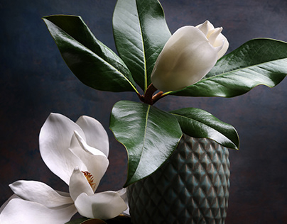 Magnolia, botanical art