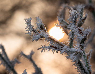 In the embrace of frost