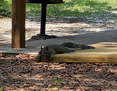 Squirrels of Washington Oaks State Park, June 2022