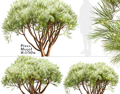 Set of Pinus Mugo Trees (Creeping Pine) (3 Trees)