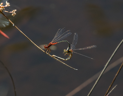 Dragonflies on Kennington reservoir