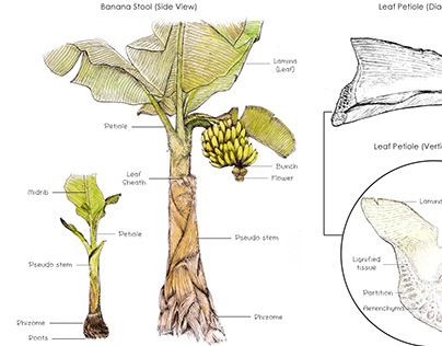 Plant & Fruit Morphology | Scientific Imagery