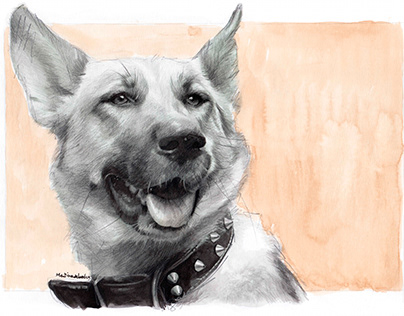 German shepherd dog realistic portrait drawing