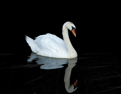 The Dying Swan — Le Cygne, Le Carnaval des animaux