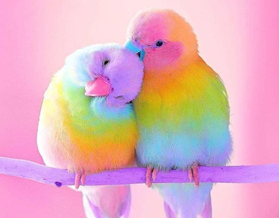 Colorful Photo Cuddling Bird