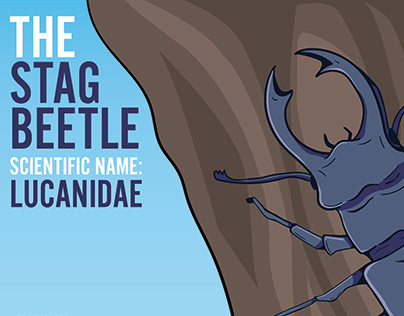 Stag Beetle Infographic
