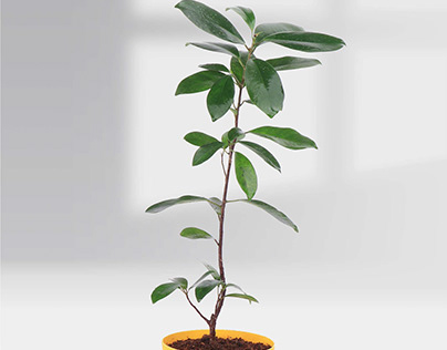 Ficus microcarpa pot plant