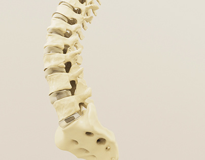 T1-L5 vertebral column