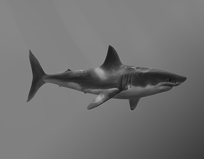 Drawing of a great white shark done with Cintiq 27QHDT