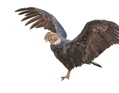 Condor de los Andes