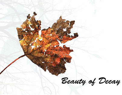 Beauty of Decay- Portfolio