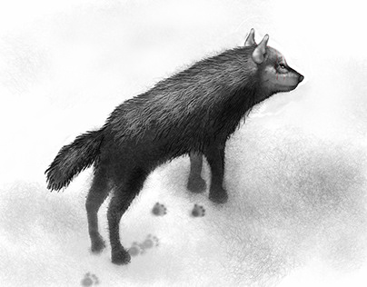 Wolf (Jan 2017)