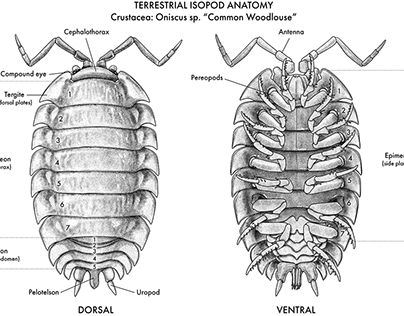 Terrestrial Isopod Anatomy