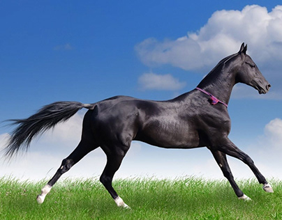 Akhal-Teke, el tipo de caballo considerado una joya
