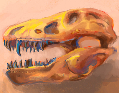 Skull - illustration