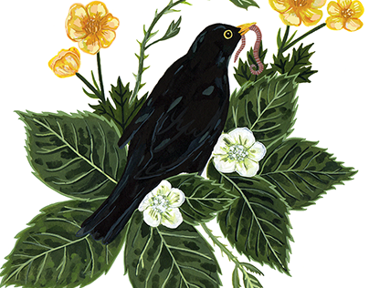 blackbird + bramble
