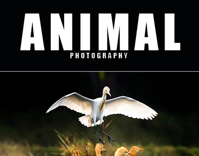 25 Animals Photography Lightroom Preset