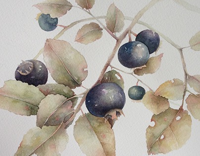 Blueberry. Watercolor