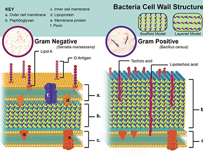 Bacteria Cell Wall Structure