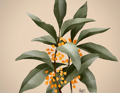 Osmanthus blossom season illustration