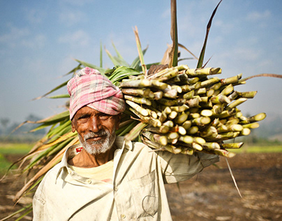 Sugarcane Farming in India. Commissioned.