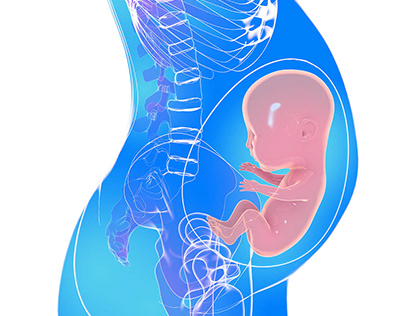 Pregnancy 3d illustration
