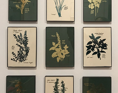 Silhouettes of Herbs