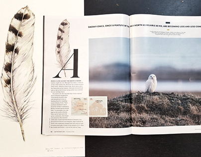 Snowy Owl Feather for Smithsonian Magazine