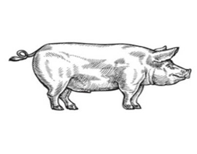 Animal Funny Pig coloring pages for Children vector