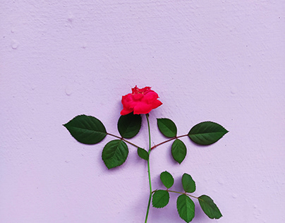 rose flower background wallpaper photography