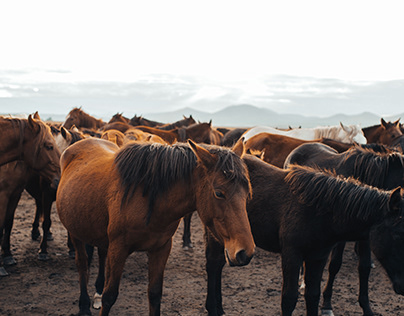 A Brief Overview of Rabies in Horses