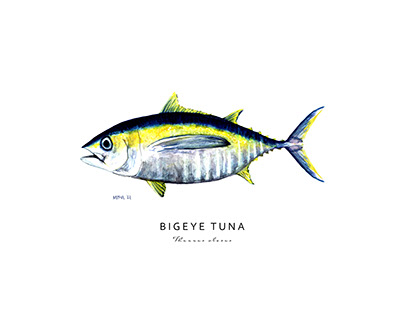 Bigeye Tuna, Watercolor Illustration, Fish, Sushi