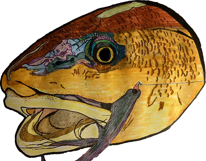 Redfish sketch and project